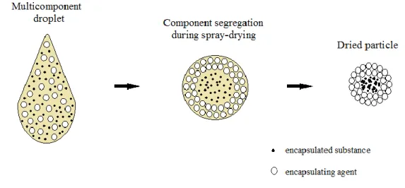 Figure II-1: Schematic illustration of encapsulating mechanism via spray-drying. 