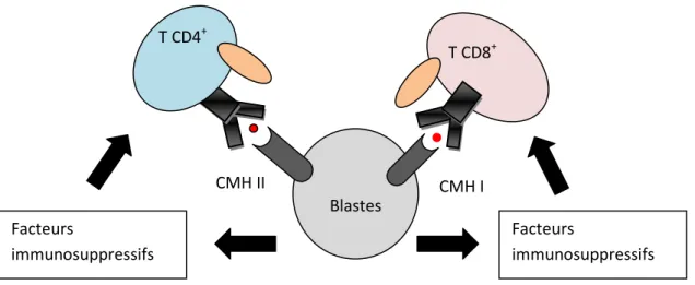 Figure  N°3 :  Mécanismes  d’évasion  tumorale  des  blastes  de  LAM.  Les  blastes  de  LAM  expriment à leur surface des complexes majeurs d’histocompatibilité (CMH) de type I et II
