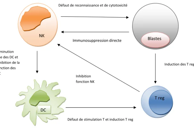 Figure  N°4 :  Implication  des  NK  dans  l’évasion  tumorale  des  LAM.  Il  existe  plusieurs  mécanismes  qui  contribuent  à  l’évasion  des  cellules  leucémiques  aux  NK
