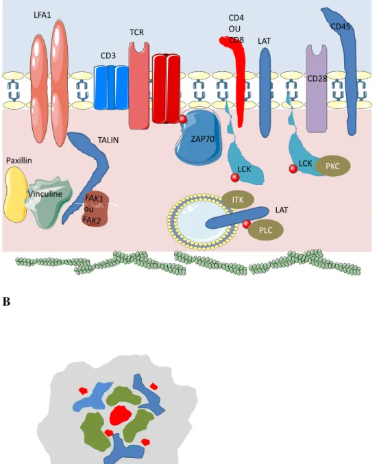 Figure  N°5 :  La  synapse  immunologique.  Elle est composée de nombreuses protéines