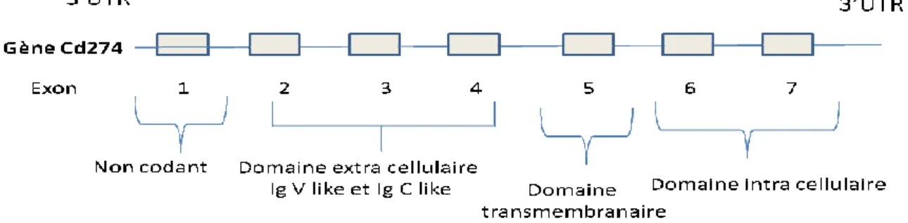 Figure N°9 : Structure de la molécule B7-H1. 