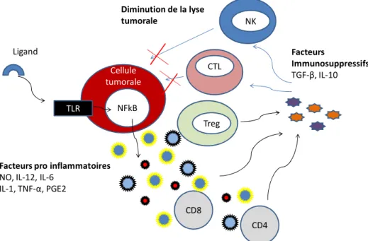 Figure N°12 : Régulation du système inné et adaptatif par la production de facteurs pro  inflammatoires suite à la stimulation des TLR