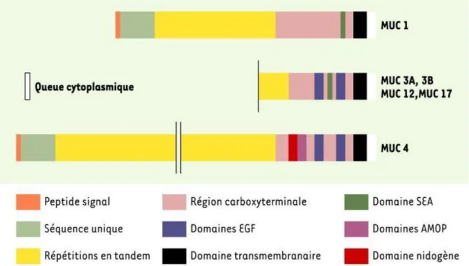 Figure 2 : Représentations schématiques des mucines membranaires d’après Nicole  Porchet et Jean-Pierre Aubert, 2004