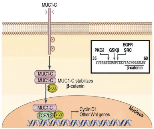 Figure 7 : MUC1 CT active la voie Wnt/β-caténine/TCF/LEF d’après Kufe et Al, 2009. 