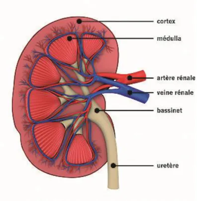 Figure 10 : Anatomie du rein d’après Novartis.ch 