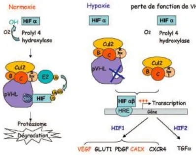 Figure 11 : La voie VHL/HIF et les gènes cibles d’après Urofrance.org. 