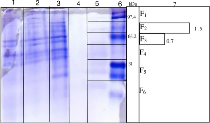 Fig. 4 Native PAGE of the enzyme preparations obtained at each step of the purification