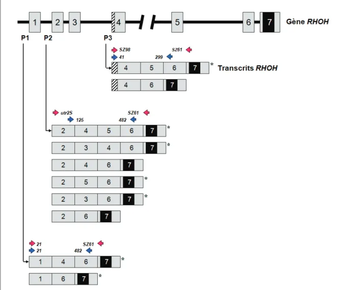 Figure 28 : Positionnement des amorces spécifiques de chaque site d’initiation de la transcription utilisées  lors des RT-PCR analytiques et quantitatives