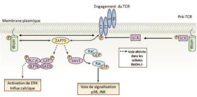Figure 24 : Représentation de l’action de RhoH dans l’activation du TCR [13]. Mécanisme proposé entre  RhoH et le complexe du TCR activé