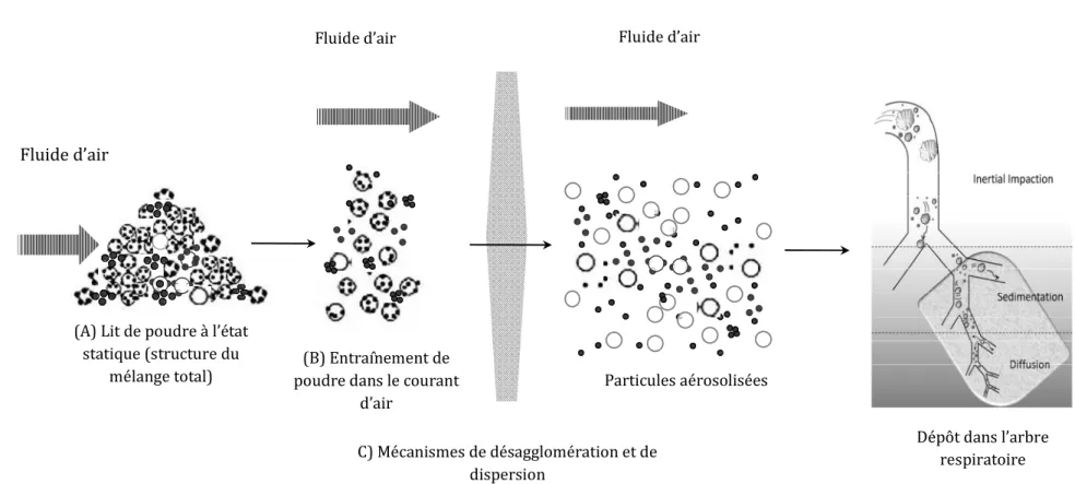 Figure A.9. Les différentes étapes de l’interaction entre la poudre et le fluide d’air lors d’une inhalation à travers l’inhalateur  