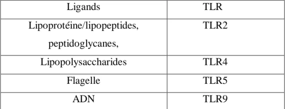 Tableau I : Les différents composés bactériens de P. aeruginosa capables de se fixer sur les TLR