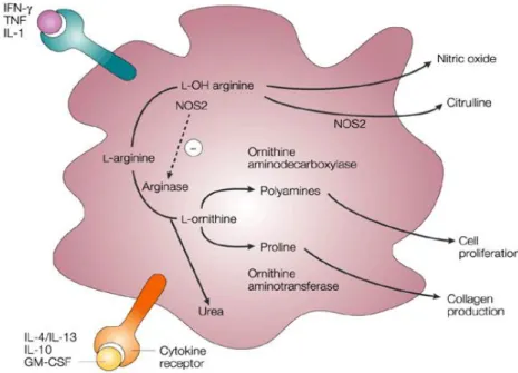 Figure 4 : Utilisation de la L-arginine par les macrophages activés. L’IL-4 et l’IL-13 favorisent la formation de  L-ornithine  conduisant  à  la  prolifération  de  fibroblastes  et  à  la  synthèse  de  collagène