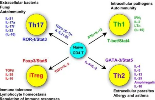 Figure 6 : Les différents Lc T helper, leurs fonctions, leurs cytokines spécifiques, leurs facteurs de transcription  caractéristiques, et les cytokines essentielles pour leur différenciation (42)