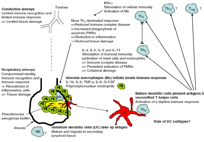 Figure  8  :  La  réponse  immunitaire  adaptative  observée  au  cours  d’une  infection  pulmonaire  chronique  à  P