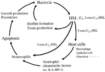 Figure  9  :  Importance  du  3-oxo-C12-HSL  dans  la  pathogénèse  de  l'infection  pulmonaire  chronique  à  P