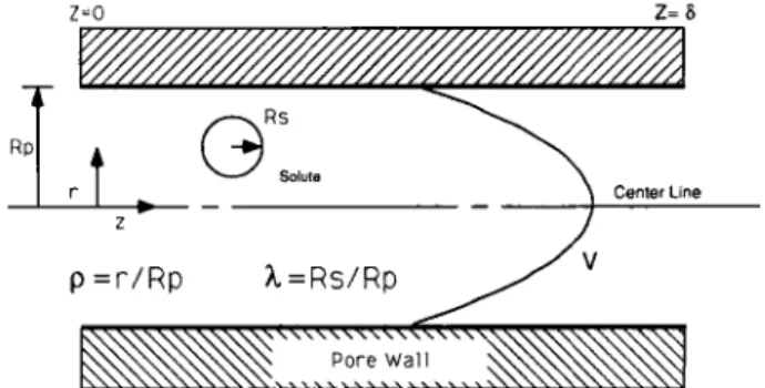 Figure  1  -  Transport of a probe solute through a narrow capillary. 