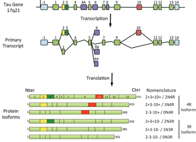 Figure 1  : Représentation schématique du gène MAPT, de son transcrit primaire et des six  isoformes de la protéine Tau exprimées dans le cerveau humain adulte