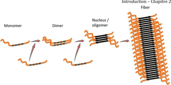 Figure 4 : structure fibrillaire et ‘seeding’.   Modèle de structures des fibres constituées de  protéines Tau agrégée avec un cœur constitué des domaines de liaison aux microtubules arrangés  en feuillets ! parallèles