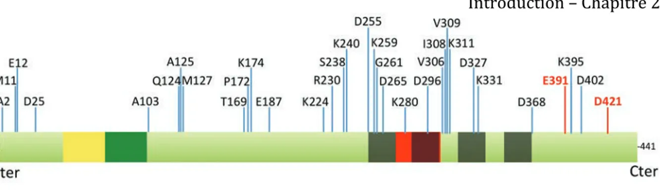Figure 6 :  Le troncatome de Tau. Représentation des 33 sites de clivages identifiés sur la  protéine Tau