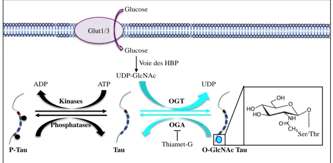 Figure 14 : Equilibre entre la phosphorylation et la O-GlcNAcylation de Tau.  L’UDP-GlcNAc,  substrat de l’OGT, est produit à partir du glucose via la voie HBP (Hexosamine Biosynthesis Pathway)
