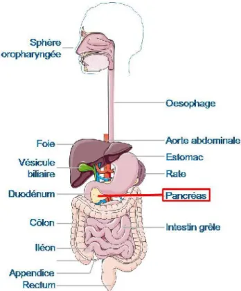 Figure 1 : Appareil digestif humain. Localisation profonde du pancréas.