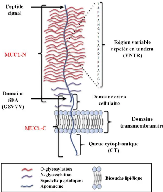 Figure 14 : Structure de MUC1 (Nath &amp; Mukherjee,  2014).