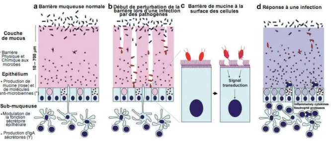 Figure  1 : Schéma des mucines de la barrière muqueuse. (a) La muqueuse normale  recouverte d'une couche de mucus épais, le contact des microbes commensaux et  environnementaux   avec les cellules épithéliales reste rare