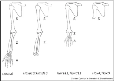 Figure  3 :  Malformations  du  membre  supérieur  induites  par  la  délétion  des  gènes  Hox