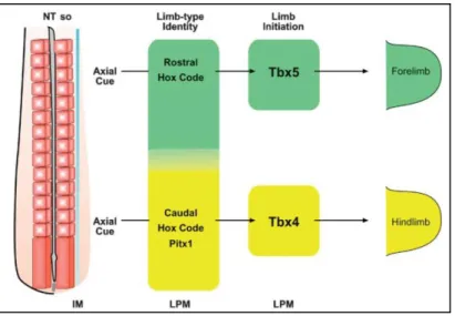 Figure 4 : Mécanismes moléculaires à l’origine de la détermination de l’identité des membres