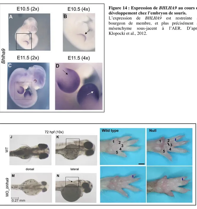 Figure 14 : Expression de BHLHA9 au cours du  développement chez l’embryon de souris.  