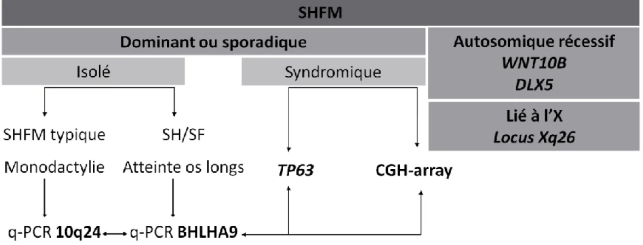 Figure 18 : Arbre décisionnel pour l’étude moléculaire des patients atteints de malformation des mains et  pieds fendus