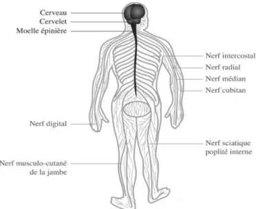 Figure 3 : Le système nerveux central (en noir) et le système  nerveux périphérique (en gris) 