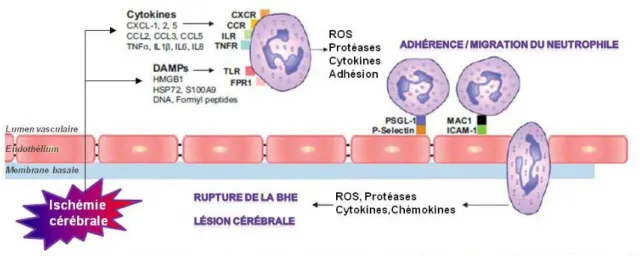 Figure  5  :  Activation  et  adhésion  des  polynucléaires  neutrophiles  (PNN)  lors  de  l’ischémie  cérébrale