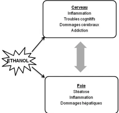 Figure  7 :  Troubles  physiopathologiques  hépatiques  et  cérébraux  dus  à  la  consommation chronique d’éthanol (d’après 212 )