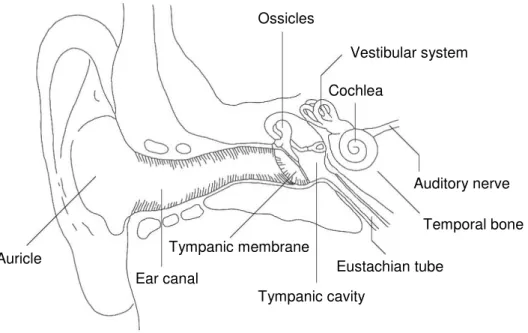 Figure  1.1.  Anatomy  of  the  ear:  division  into  the  outer  (Auricle,  Ear  Canal,  Tympanic  membrane),  the  middle  (Tympanic  cavity,  Ossicles,  Eustachian  tube)  and  the  inner  ear  (Cochlea, Vestibular system), adapted from (16)