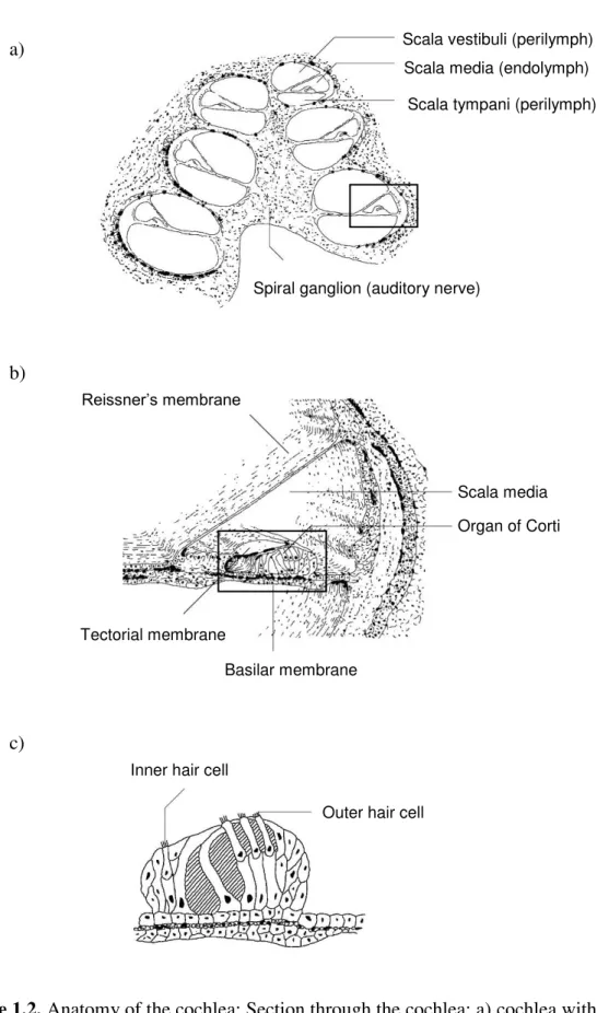Figure 1.2. Anatomy of the cochlea: Section through the cochlea: a) cochlea with three coiled  up fluid filled spaces: scala vestibuli, media and tympani; b) zoom into the scala media with  the Organ of Corti  –  the organ containing the sensory cells; c) 