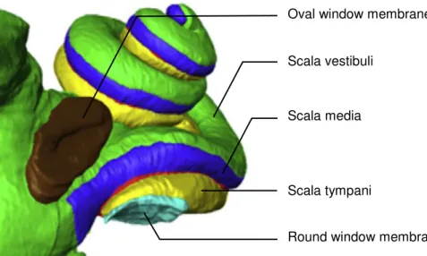 Figure  1.4.  Barriers  of  the  inner  ear:  3D-reconstruction  of  a  human  inner  ear