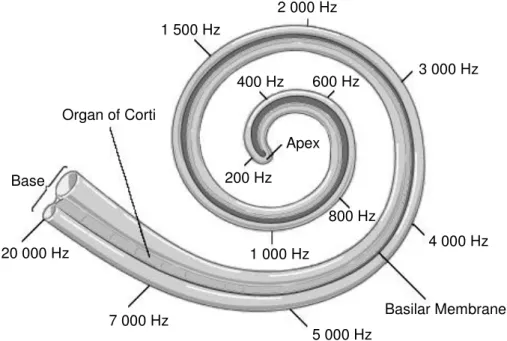 Figure 1.5. Perception of sound inside the cochlea depending on the frequency of the sound  wave in humans: High frequencies stimulate the hair cells at the base whereas low frequencies  vibrate the hair cells at the apex of the cochlea, adapted from (39)