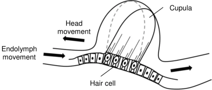 Figure 1.6.  Function  of  the  crista  ampullaris:  Rotation  of  the  head  causes  endolymph  flow  inside membranous labyrinth in the opposite direction