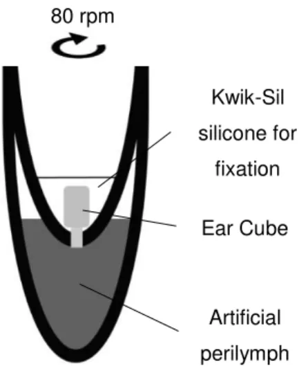 Figure 2.3. Schematic presentation (not up to scale) of the experimental set-up used for drug  release measurements from Ear Cubes
