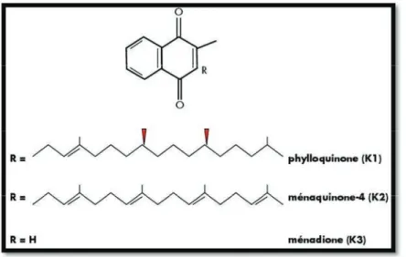 Figure 1. Structure chimique des différentes formes de vitamine K.(14) 