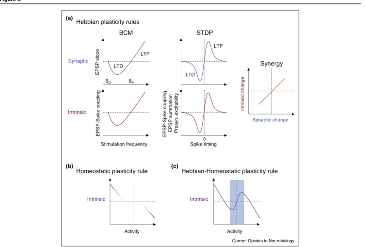 Figure 3 Synaptic Intrinsic LTD LTP LTD LTP