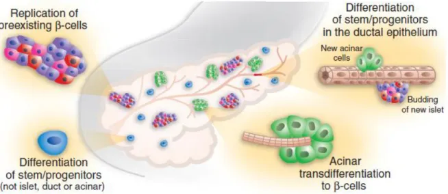 Fig  3:  Approaches  of  insulin  secreting  cells  regeneration.  Replication  of  preexisting  beta cells and (trans)differentiation of ductal or acinar precursor cells (Bonner-Weir S, 2005) 