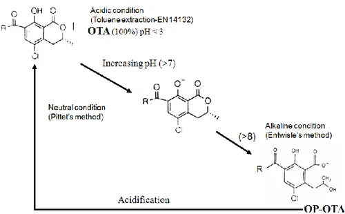 Figure 2. Ring opening formation of OTA (OP-OA) under alkaline condition. 