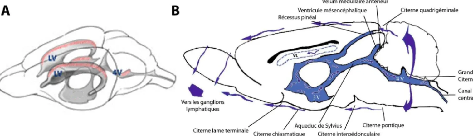Figure 3 : Schéma représentant le système ventriculaire et la circulation du LCR chez le  rongeur