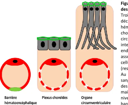 Figure  4 :  Représentation  schématique  des  différentes  barrières  sang/cerveau. 