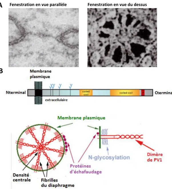 Figure  6 :  Organisation d’une  fenestration.  A.  Fenestration  observée  en  microscopie  électronique  en  vue parallèle et en vue du dessus