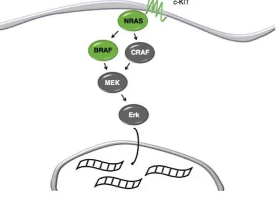 Figure 2 : Voie des Mitogen‐Activated Protein Kinases (MAPK) (Chin et al., 2006)   