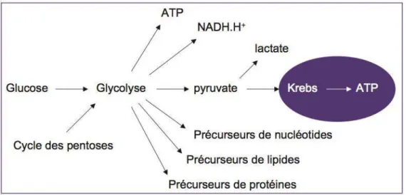 Figure  6 :  Utilisation  du  glucose  pour  tous  les  besoins  de  la  cellule  en  précurseurs métaboliques (Malthièry, Savagner, 2006) 