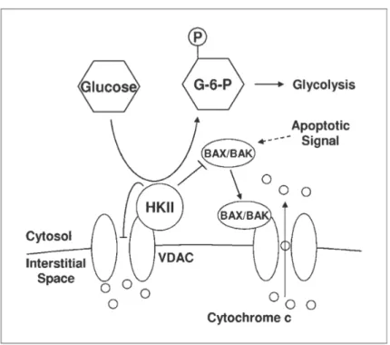 Figure  8 :  Double  rôle  de  l’Hexokinase  2  (HK2).  D’une  part  la  HK2  phosphoryle le glucose lorsqu’il entre dans la cellule, ce qui permet son  métabolisme.  D’autre  part  la  HK2  bloque  le  canal  VDAC  (voltage‐